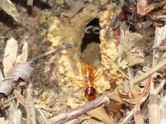 Microhodotermes viator