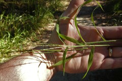 Digitaria ciliaris