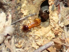 Microhodotermes viator