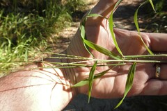 Digitaria ciliaris