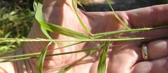 Digitaria ciliaris