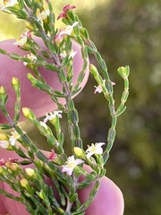 Lachnaea