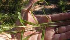Digitaria ciliaris