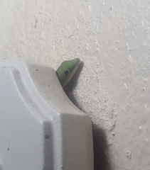 Phelsuma dubia