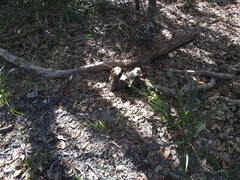 Chasmanthium sessiliflorum