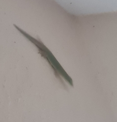 Phelsuma dubia