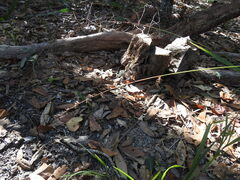 Chasmanthium sessiliflorum