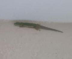 Phelsuma dubia