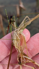 Eriocaulon aquaticum