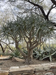 Aloidendron