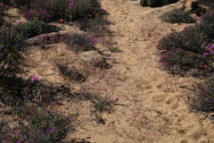 Heliophila variabilis