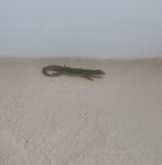 Phelsuma dubia