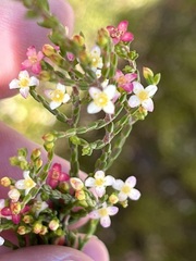 Lachnaea