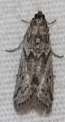 Myelopsis alatella