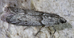 Myelopsis alatella