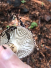 Gomphidius oregonensis