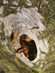 Parachartergus colobopterus