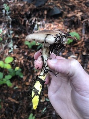 Gomphidius oregonensis