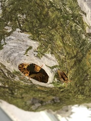 Parachartergus colobopterus