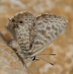 Leptotes pirithous