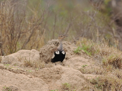 Eupodotis ruficrista