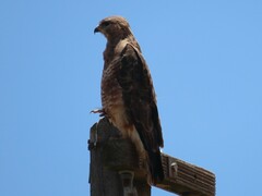 Buteo buteo vulpinus