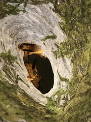 Parachartergus colobopterus