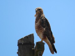 Buteo buteo vulpinus