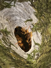 Parachartergus colobopterus