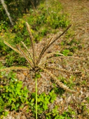 Eleusininae