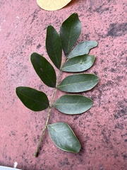 Robinia pseudoacacia