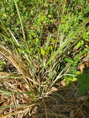 Eleusininae