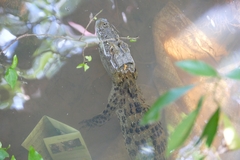Caiman latirostris