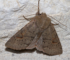 Orthosia annulimacula