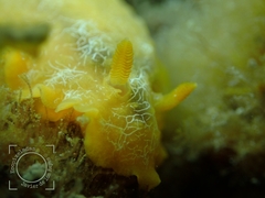 Doriopsilla areolata