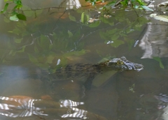 Caiman latirostris