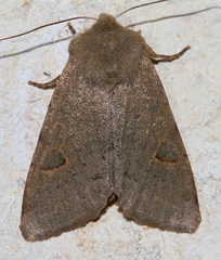 Orthosia annulimacula