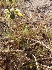 Pelargonium rapaceum