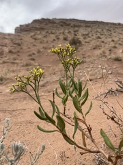 Eriogonum smithii