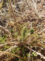 Pelargonium rapaceum