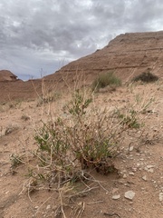 Eriogonum smithii