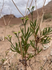 Eriogonum smithii