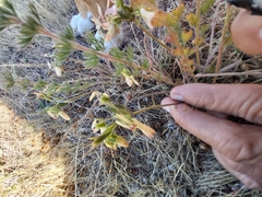 Pelargonium rapaceum