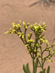 Eriogonum smithii