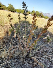 Pelargonium rapaceum