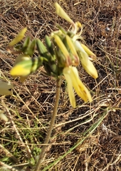 Pelargonium rapaceum