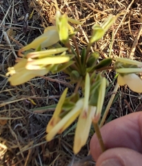 Pelargonium rapaceum