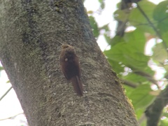 Campylorhamphus pusillus