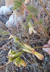 Pelargonium rapaceum
