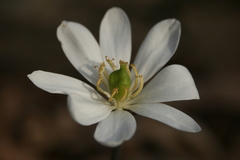 Jeffersonia diphylla